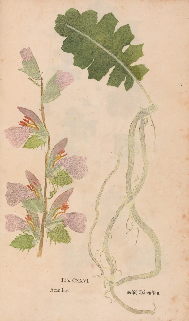 Ectypa Vegetabilium Pl 126 Wall Art by Christian Gottlieb Ludwig - High-Resolution Digital Print