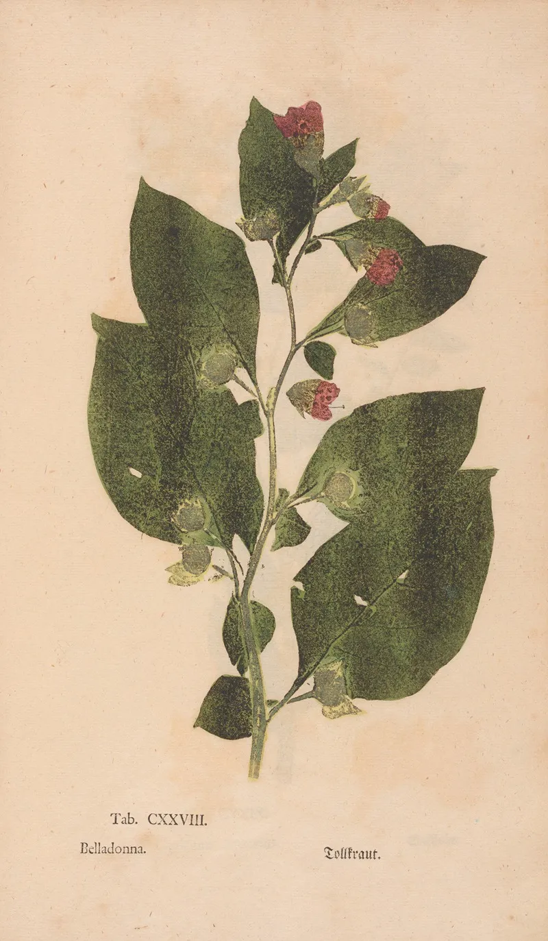 Ectypa Vegetabilium Pl 128 Wall Art by Christian Gottlieb Ludwig - High-Resolution Digital Print