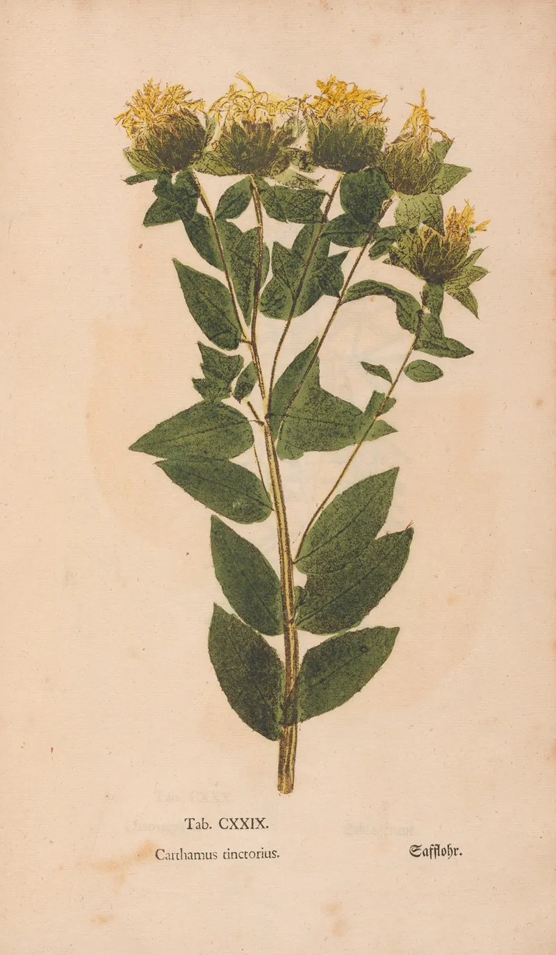 Ectypa Vegetabilium Pl 129 Wall Art by Christian Gottlieb Ludwig - High-Resolution Digital Print