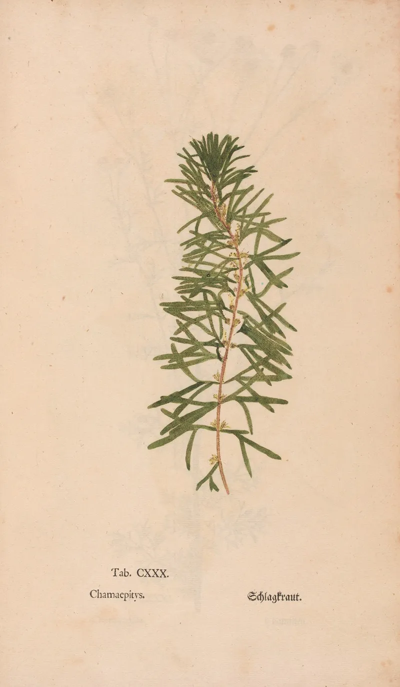 Ectypa Vegetabilium Pl 130 Wall Art by Christian Gottlieb Ludwig - High-Resolution Digital Print