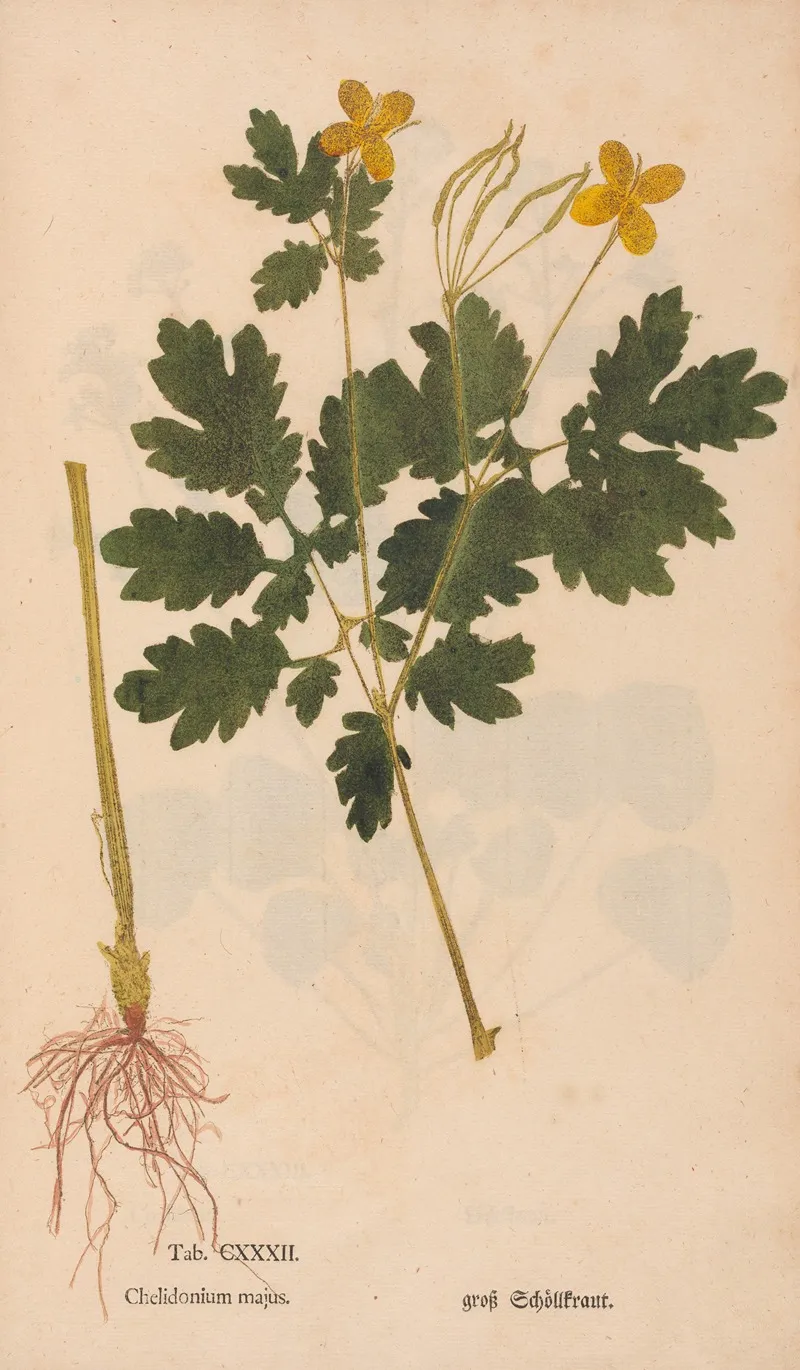 Ectypa Vegetabilium Pl 132 Wall Art by Christian Gottlieb Ludwig - High-Resolution Digital Print
