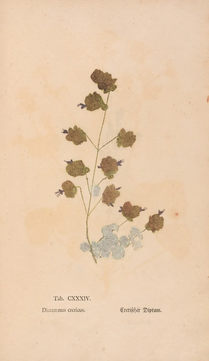 Ectypa Vegetabilium Pl 134 Wall Art by Christian Gottlieb Ludwig - High-Resolution Digital Print