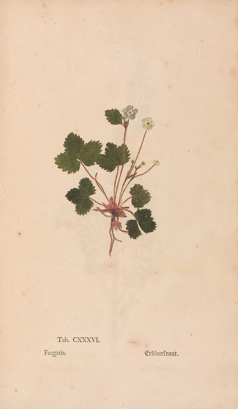 Ectypa Vegetabilium Pl 136 Wall Art by Christian Gottlieb Ludwig - High-Resolution Digital Print