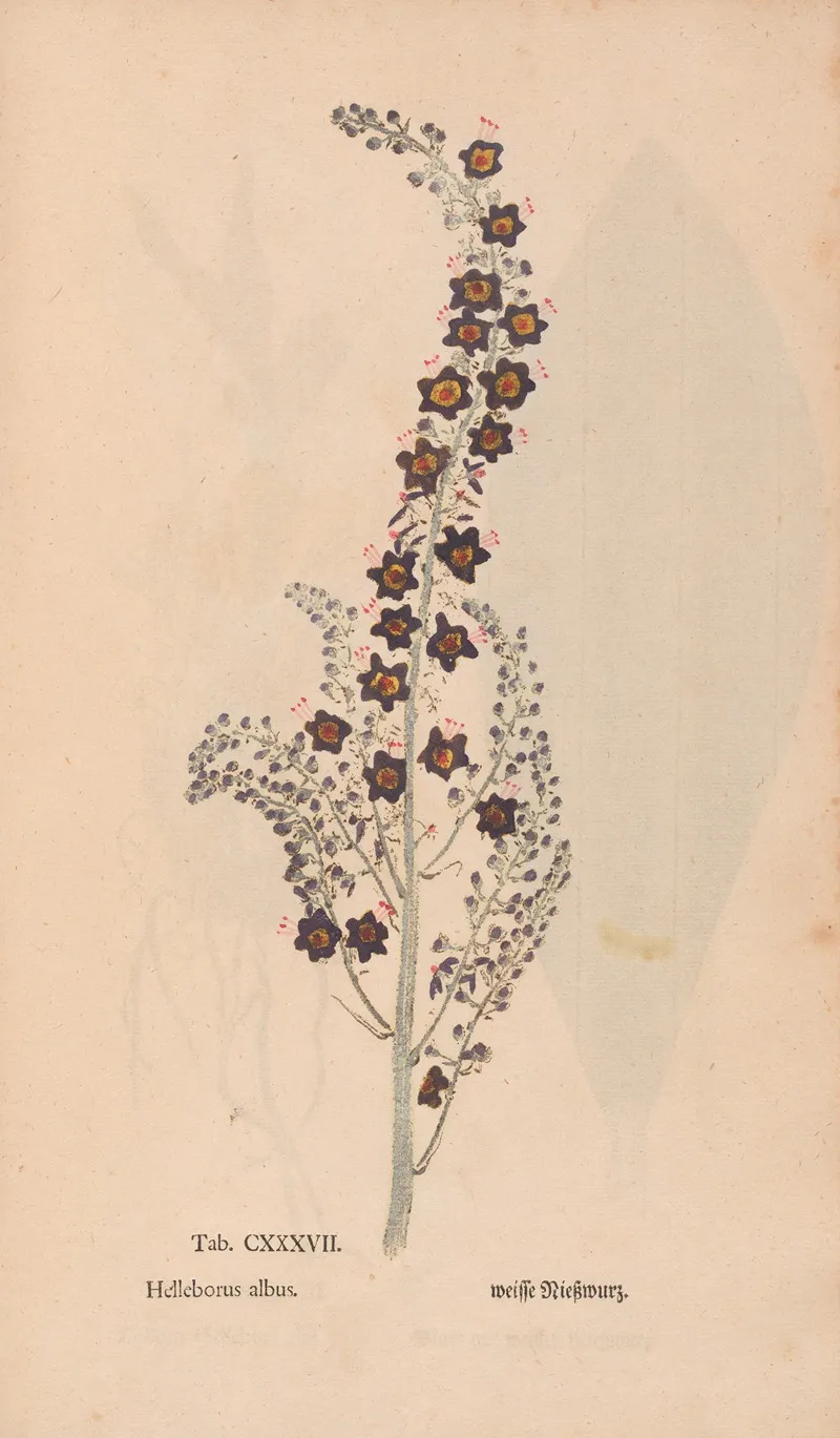 Ectypa Vegetabilium Pl 137 Wall Art by Christian Gottlieb Ludwig - High-Resolution Digital Print