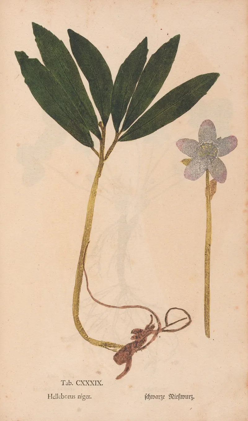 Ectypa Vegetabilium Pl 139 Wall Art by Christian Gottlieb Ludwig - High-Resolution Digital Print