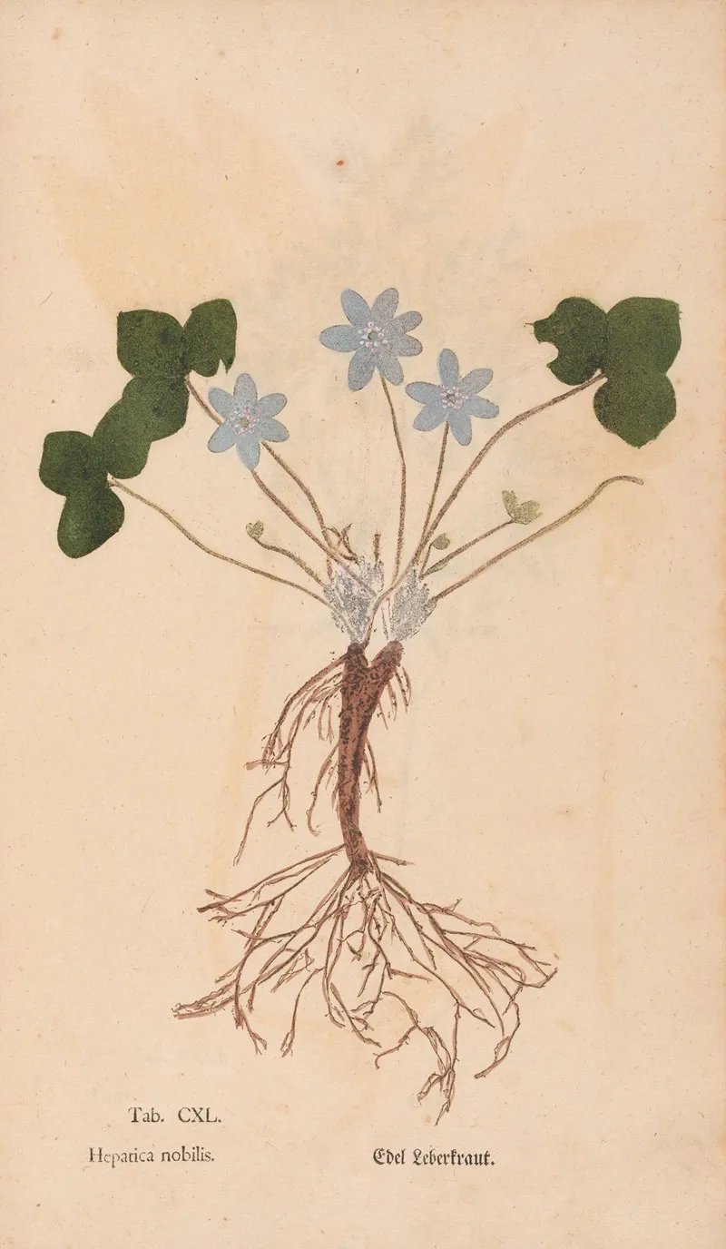 Ectypa Vegetabilium Pl 140 Wall Art by Christian Gottlieb Ludwig - High-Resolution Digital Print