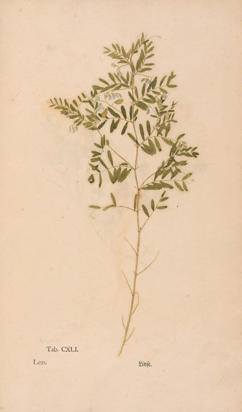 Ectypa Vegetabilium Pl 141 Wall Art by Christian Gottlieb Ludwig - High-Resolution Digital Print