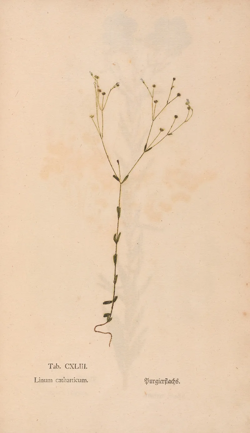 Ectypa Vegetabilium Pl 143 Wall Art by Christian Gottlieb Ludwig - High-Resolution Digital Print