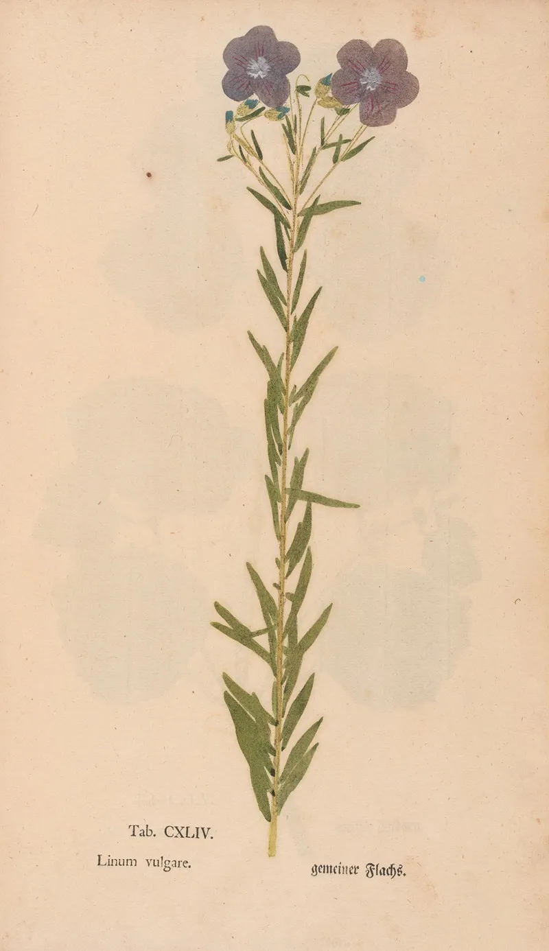 Ectypa Vegetabilium Pl 144 Wall Art by Christian Gottlieb Ludwig - High-Resolution Digital Print