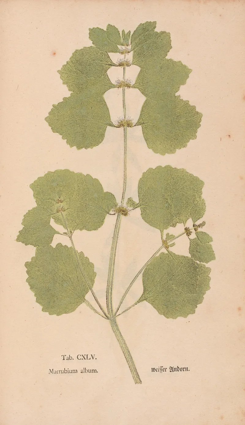 Ectypa Vegetabilium Pl 145 Wall Art by Christian Gottlieb Ludwig - High-Resolution Digital Print