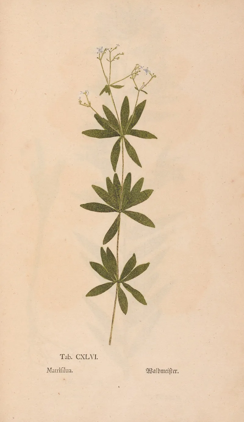 Ectypa Vegetabilium Pl 146 Wall Art by Christian Gottlieb Ludwig - High-Resolution Digital Print