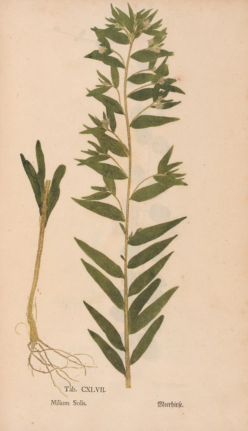 Ectypa Vegetabilium Pl 147 Wall Art by Christian Gottlieb Ludwig - High-Resolution Digital Print