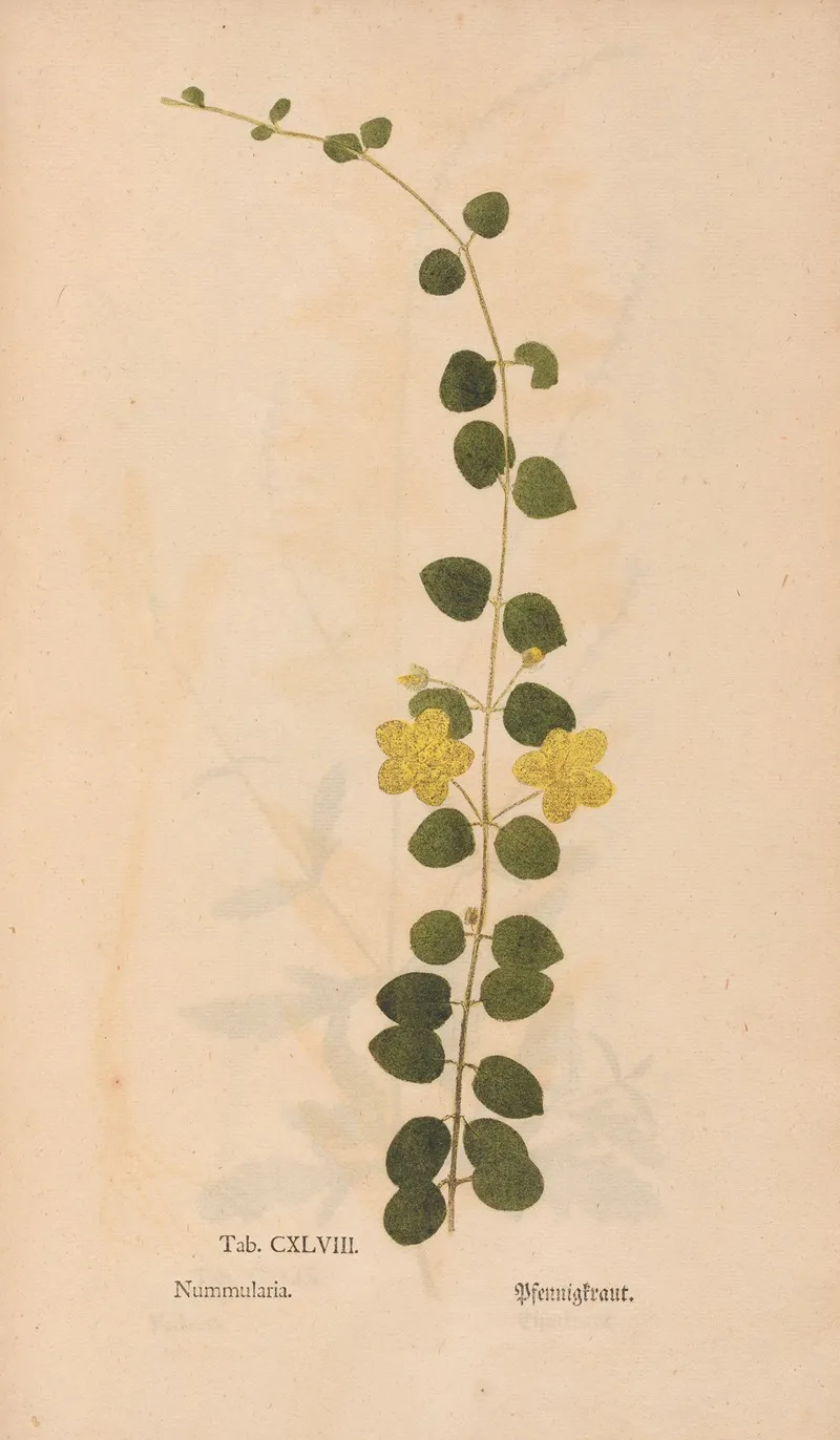 Ectypa Vegetabilium Pl 148 Wall Art by Christian Gottlieb Ludwig - High-Resolution Digital Print