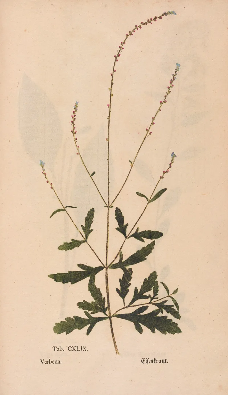 Ectypa Vegetabilium Pl 149 Wall Art by Christian Gottlieb Ludwig - High-Resolution Digital Print