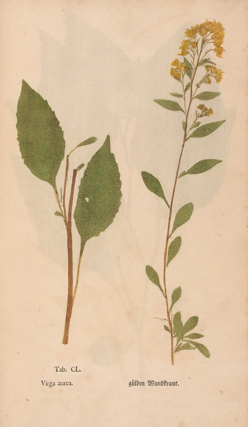 Ectypa Vegetabilium Pl 150 Wall Art by Christian Gottlieb Ludwig - High-Resolution Digital Print