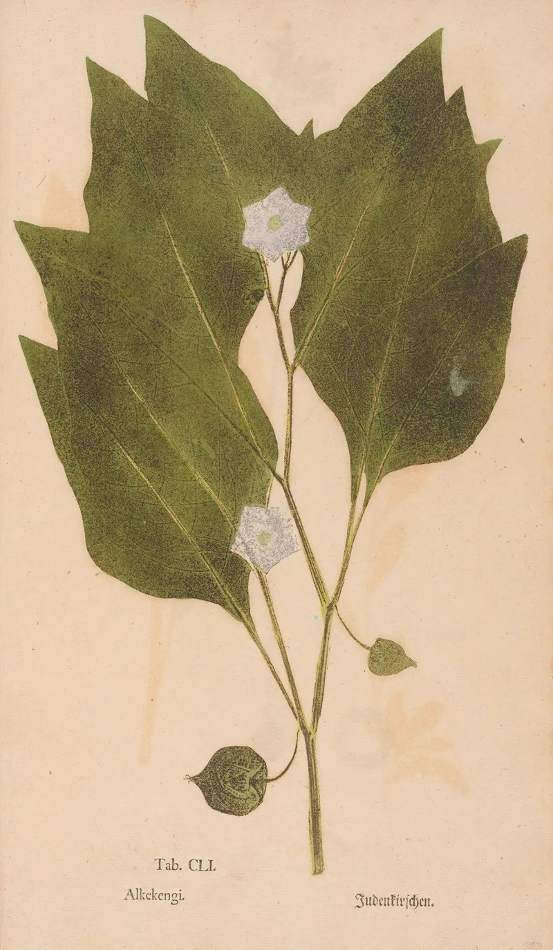 Ectypa Vegetabilium Pl 151 Wall Art by Christian Gottlieb Ludwig - High-Resolution Digital Print
