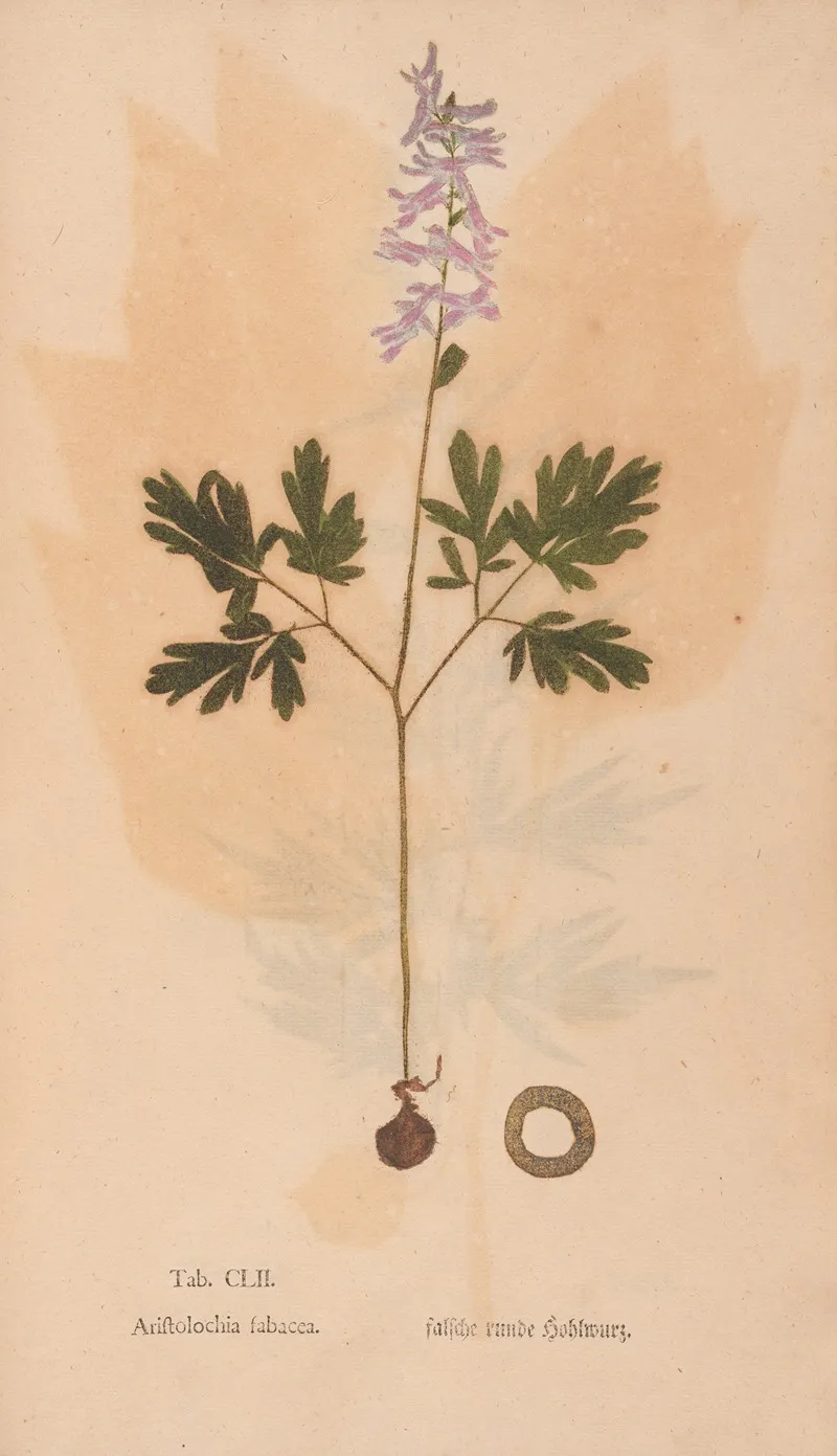 Ectypa Vegetabilium Pl 152 Wall Art by Christian Gottlieb Ludwig - High-Resolution Digital Print