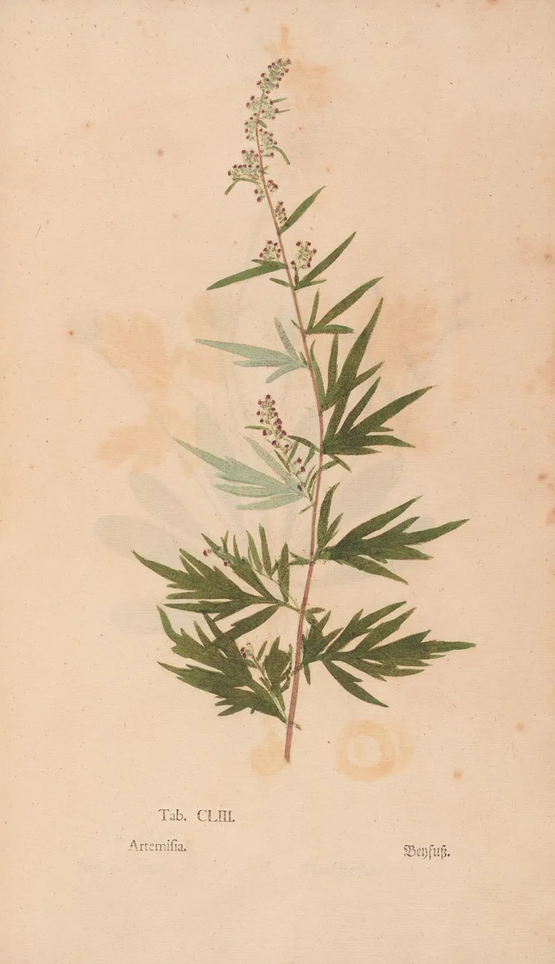 Ectypa Vegetabilium Pl 153 Wall Art by Christian Gottlieb Ludwig - High-Resolution Digital Print