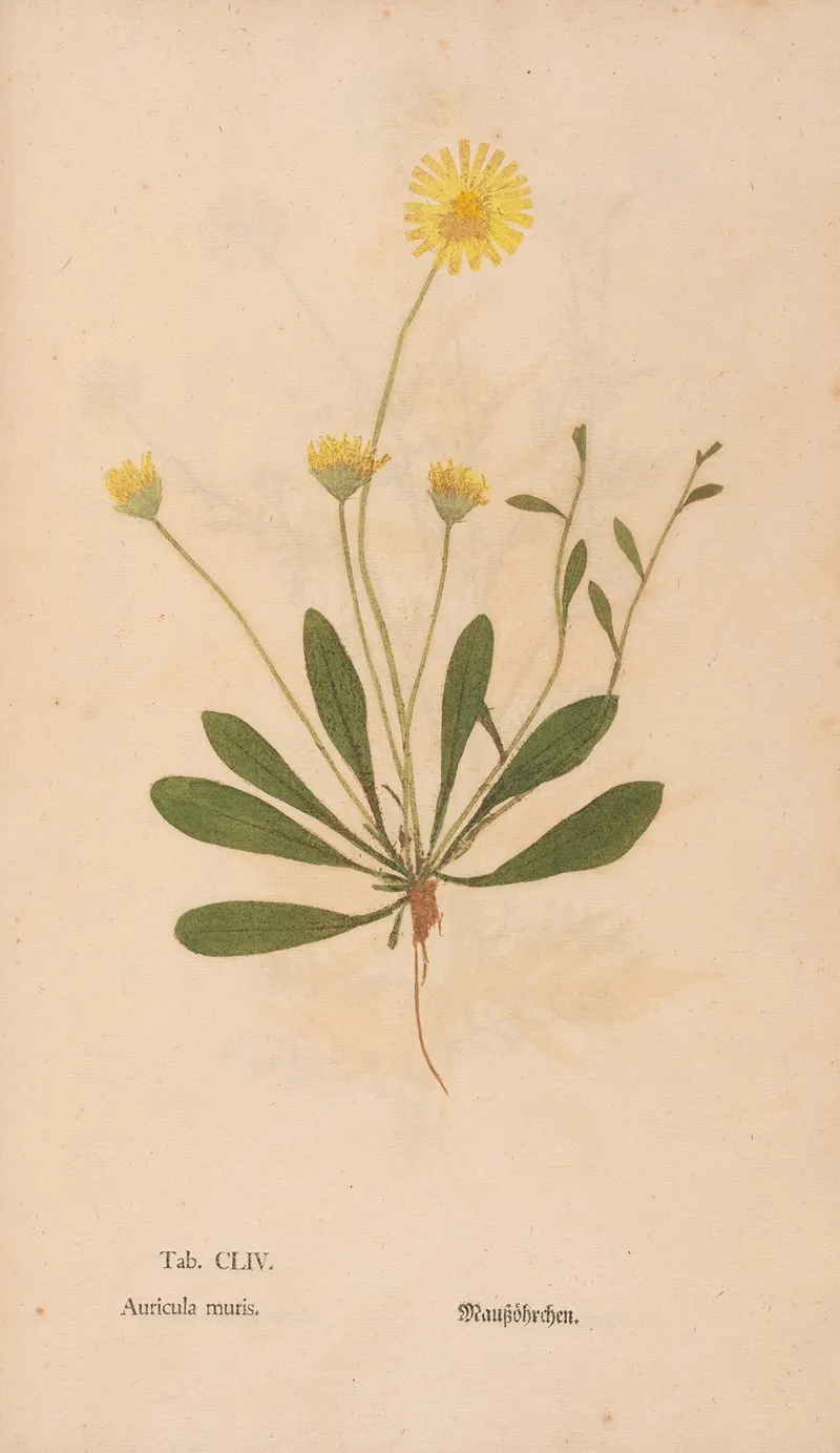 Ectypa Vegetabilium Pl 154 Wall Art by Christian Gottlieb Ludwig - High-Resolution Digital Print