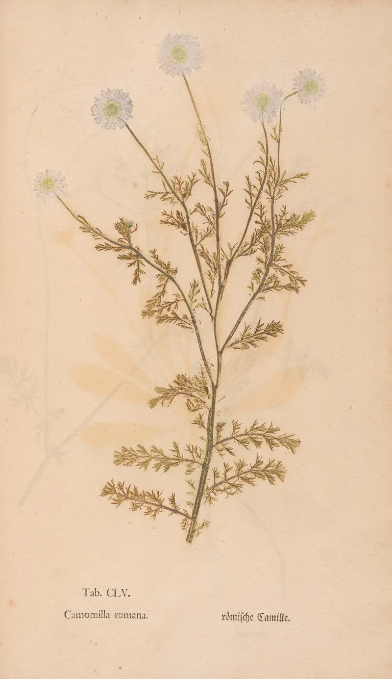 Ectypa Vegetabilium Pl 155 Wall Art by Christian Gottlieb Ludwig - High-Resolution Digital Print