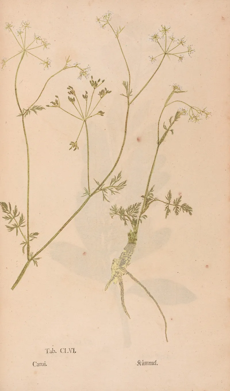 Ectypa Vegetabilium Pl 156 Wall Art by Christian Gottlieb Ludwig - High-Resolution Digital Print