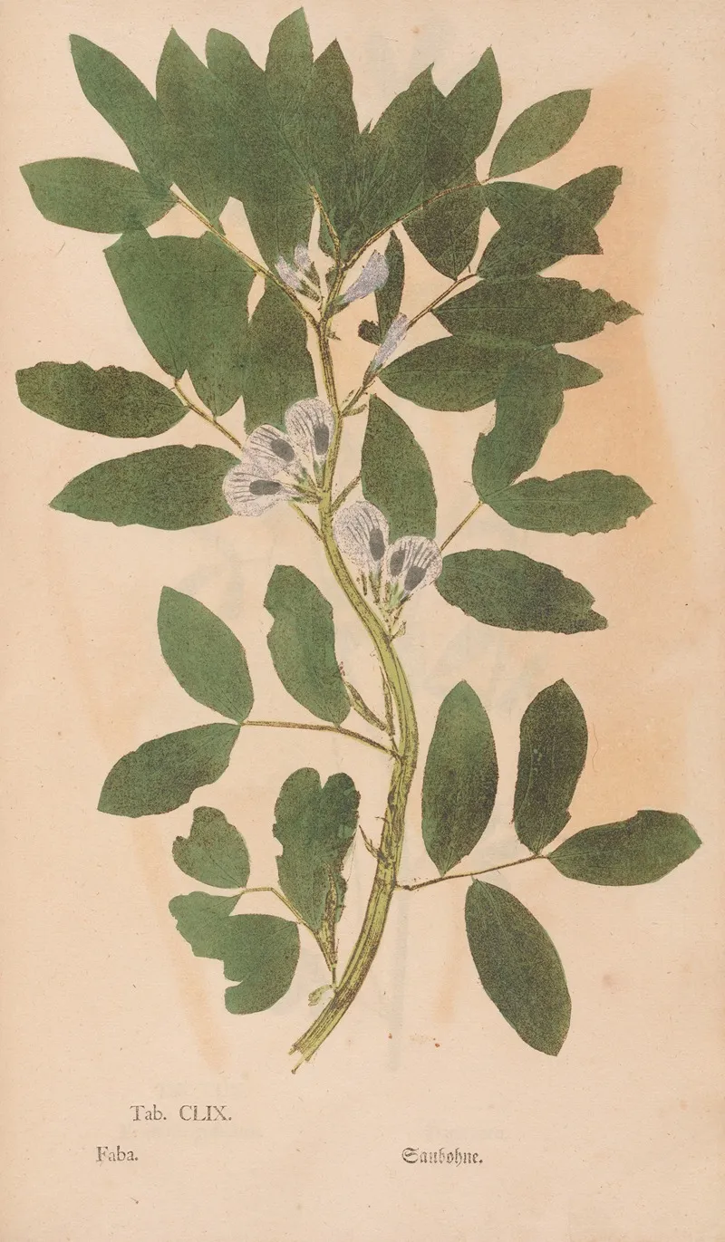 Ectypa Vegetabilium Pl 159 Wall Art by Christian Gottlieb Ludwig - High-Resolution Digital Print