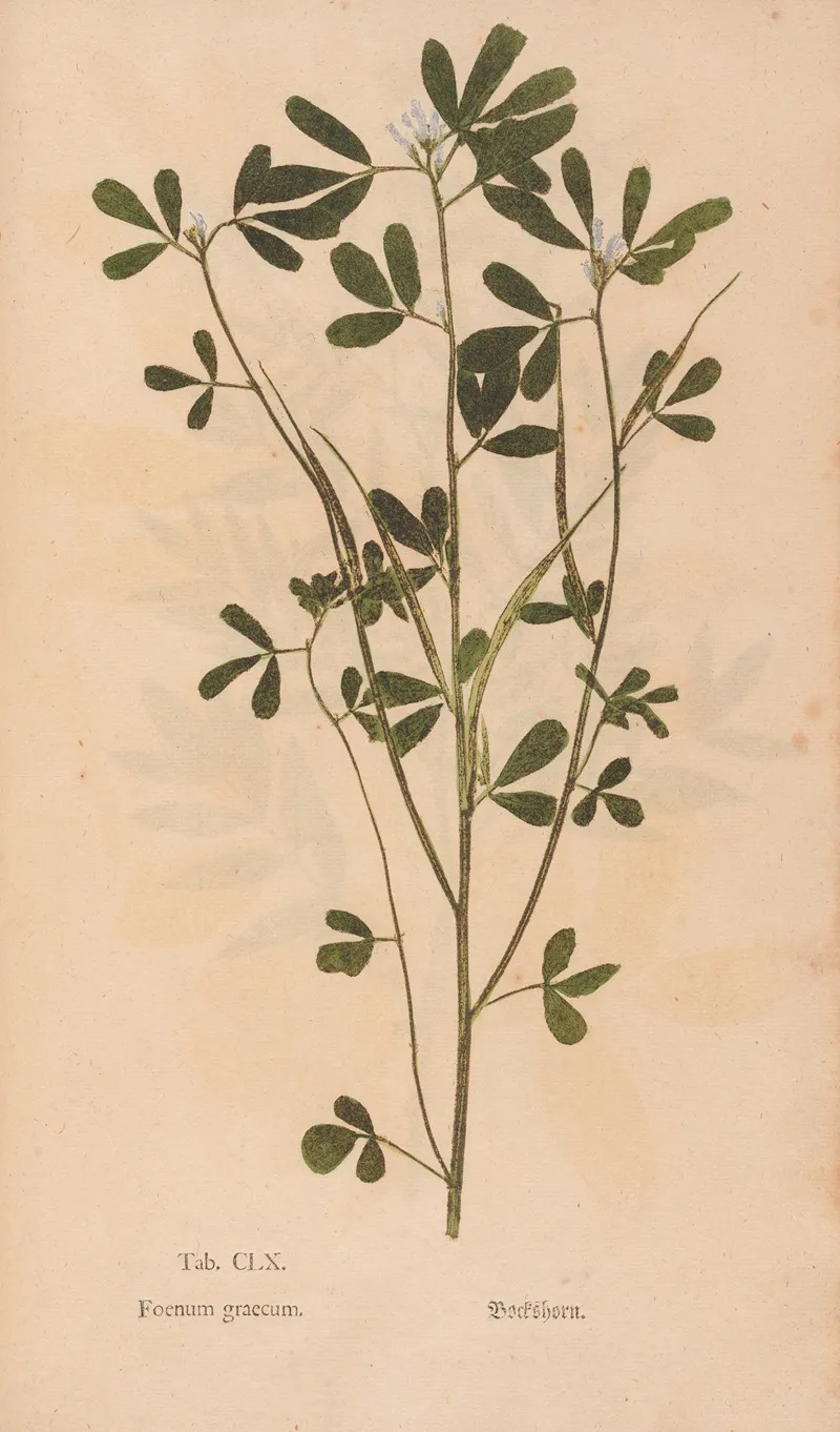 Ectypa Vegetabilium Pl 160 Wall Art by Christian Gottlieb Ludwig - High-Resolution Digital Print