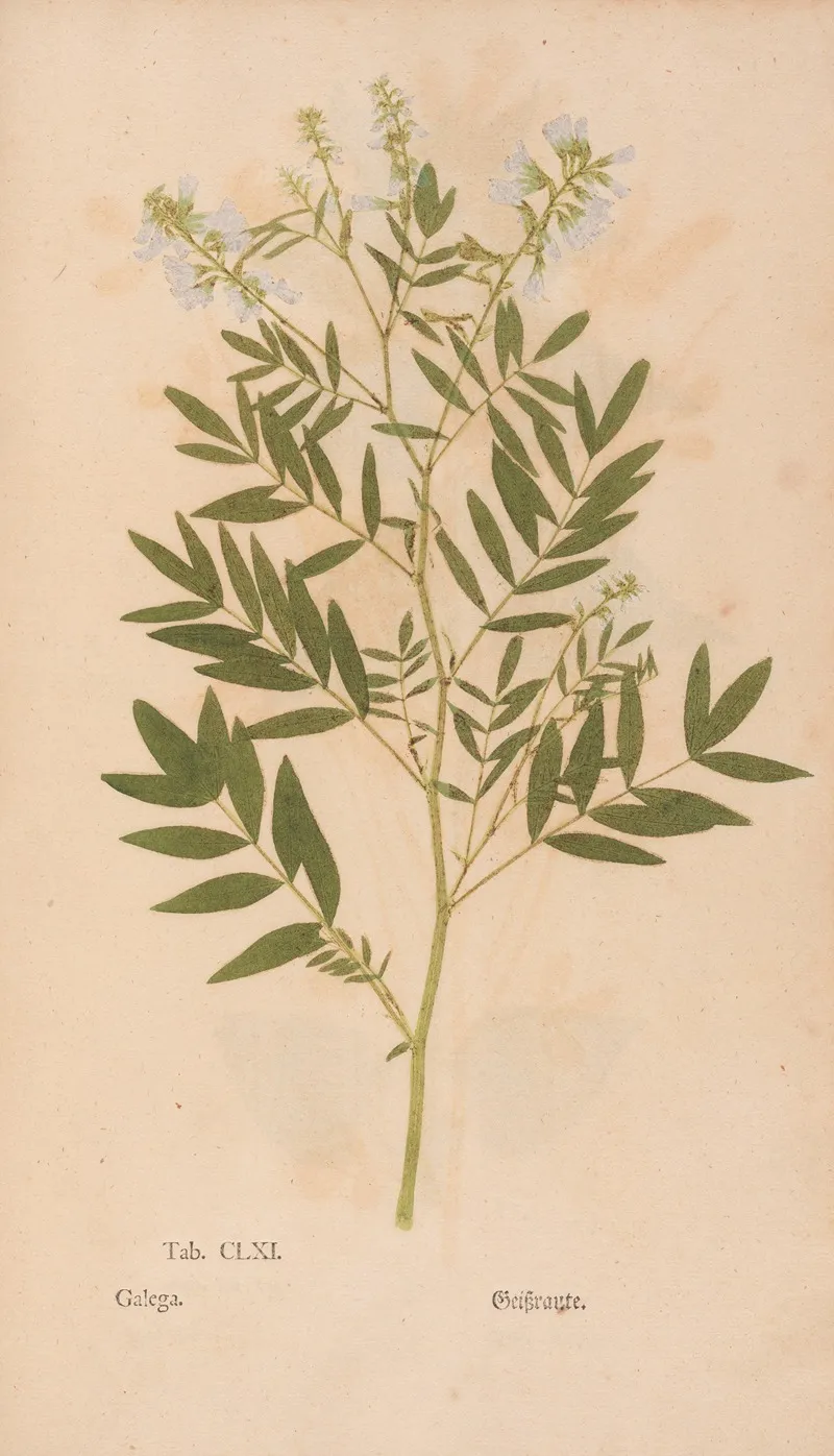Ectypa Vegetabilium Pl 161 Wall Art by Christian Gottlieb Ludwig - High-Resolution Digital Print