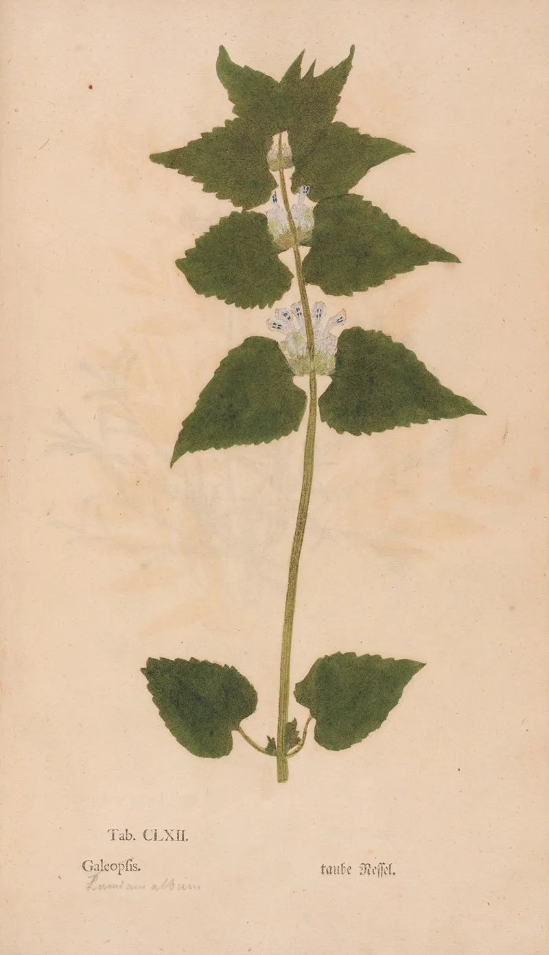 Ectypa Vegetabilium Pl 162 Wall Art by Christian Gottlieb Ludwig - High-Resolution Digital Print