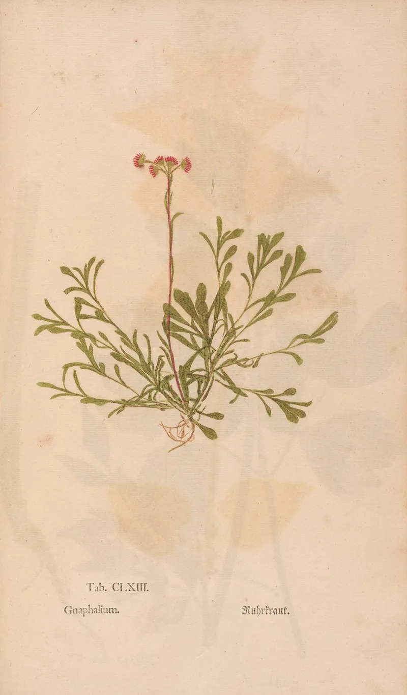 Ectypa Vegetabilium Pl 163 Wall Art by Christian Gottlieb Ludwig - High-Resolution Digital Print