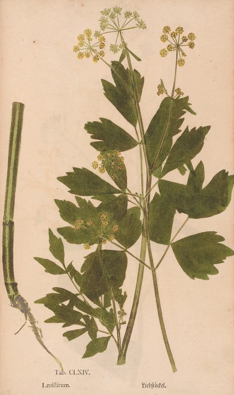Ectypa Vegetabilium Pl 164 Wall Art by Christian Gottlieb Ludwig - High-Resolution Digital Print