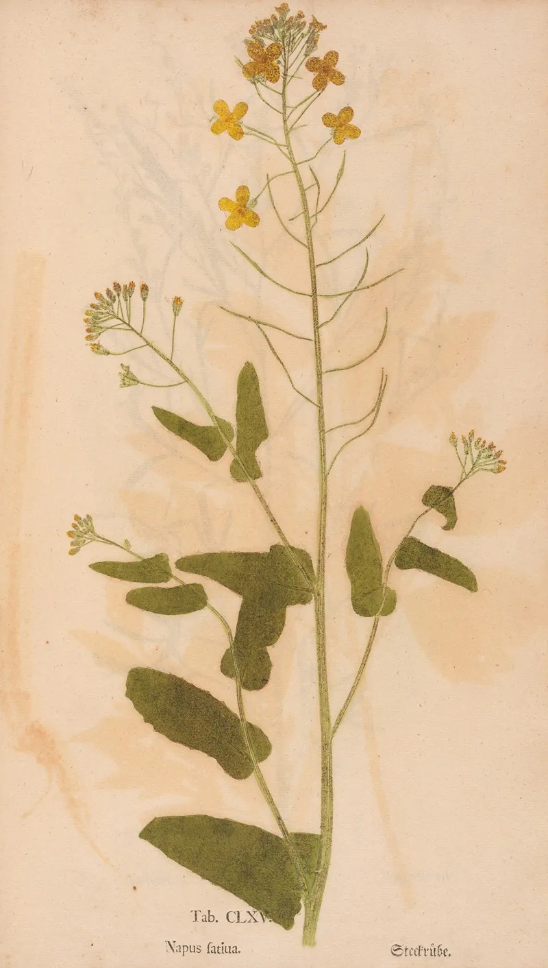 Ectypa Vegetabilium Pl 165 Wall Art by Christian Gottlieb Ludwig - High-Resolution Digital Print