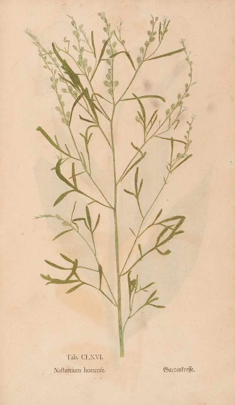 Ectypa Vegetabilium Pl 166 Wall Art by Christian Gottlieb Ludwig - High-Resolution Digital Print
