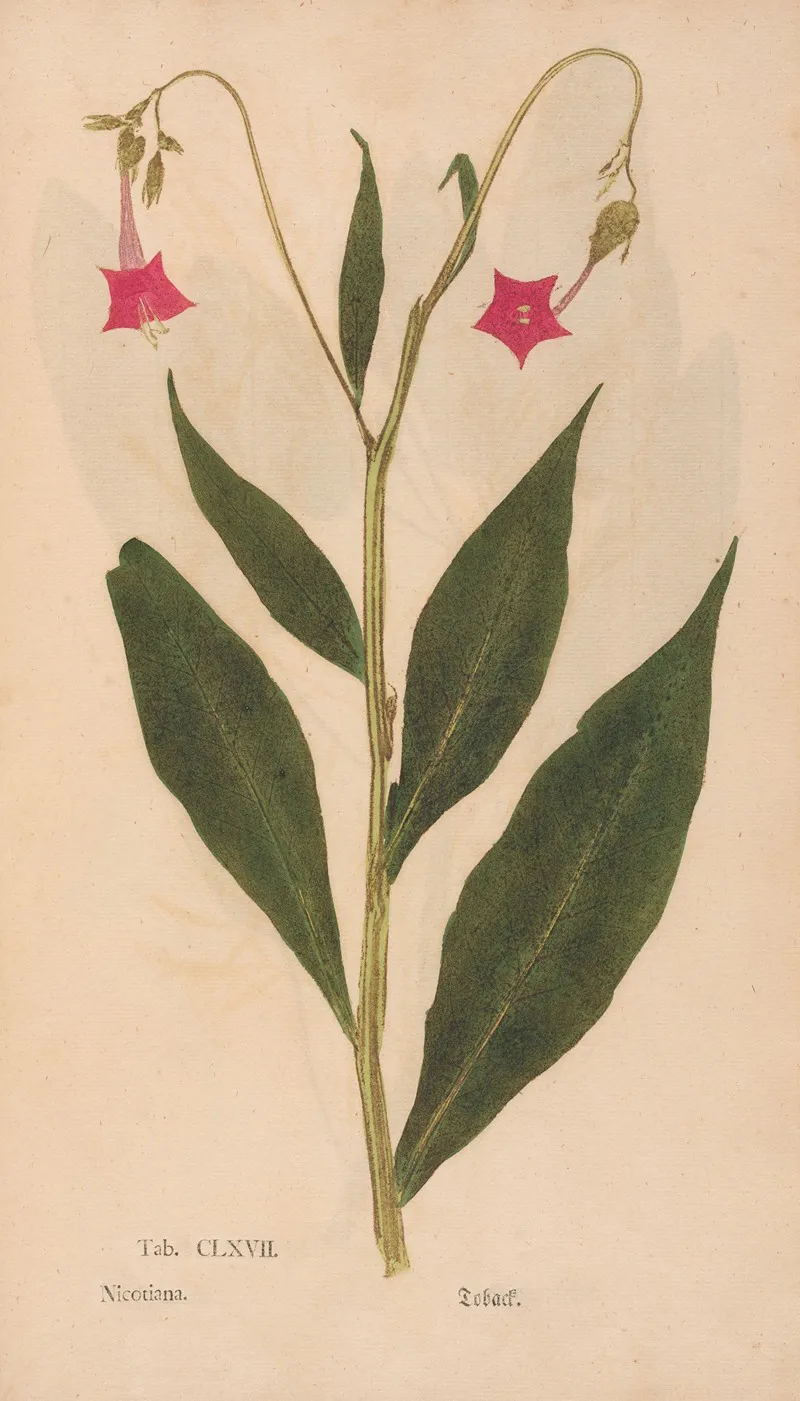 Ectypa Vegetabilium Pl 167 Wall Art by Christian Gottlieb Ludwig - High-Resolution Digital Print