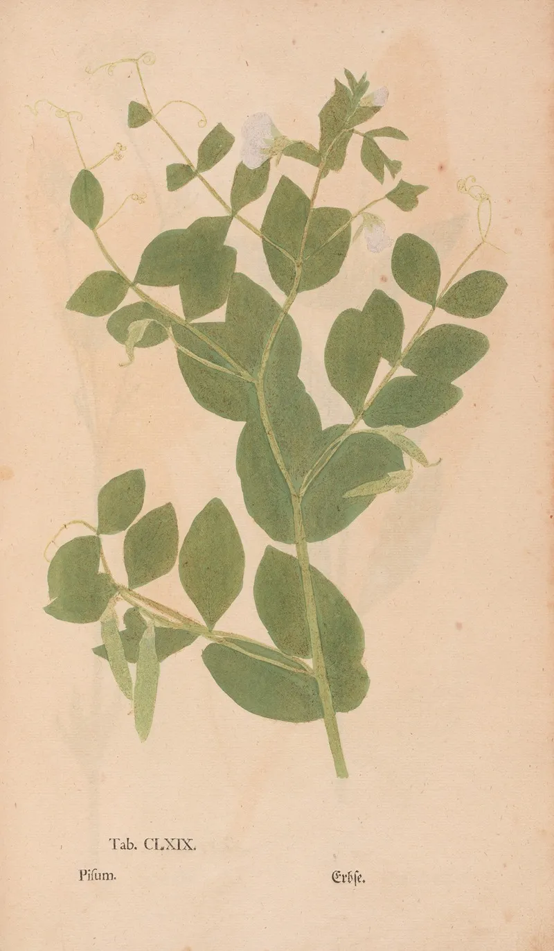 Ectypa Vegetabilium Pl 169 Wall Art by Christian Gottlieb Ludwig - High-Resolution Digital Print