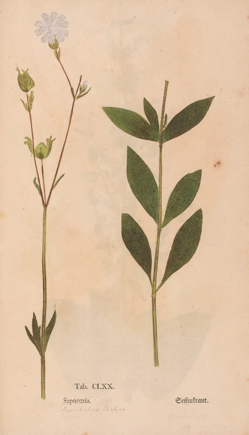 Ectypa Vegetabilium Pl 170 Wall Art by Christian Gottlieb Ludwig - High-Resolution Digital Print