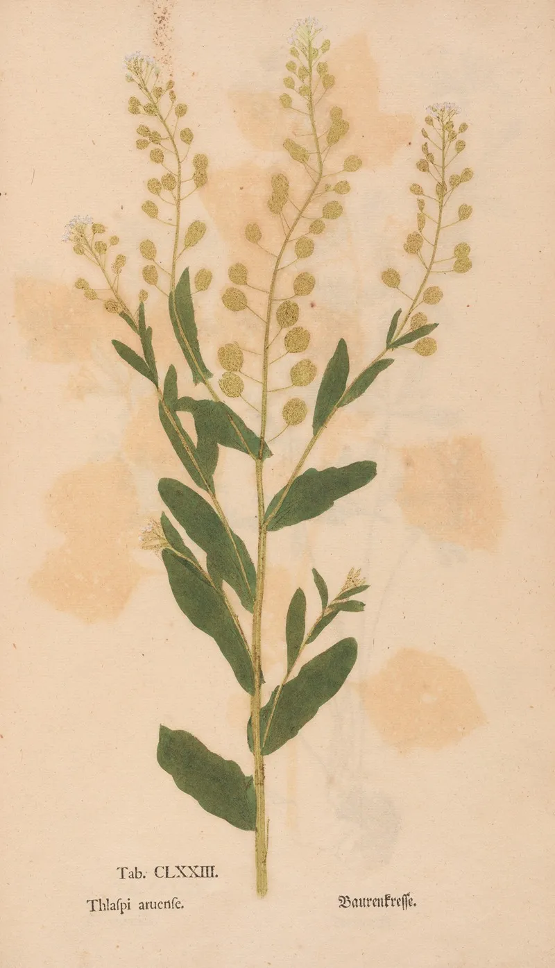 Ectypa Vegetabilium Pl 173 Wall Art by Christian Gottlieb Ludwig - High-Resolution Digital Print