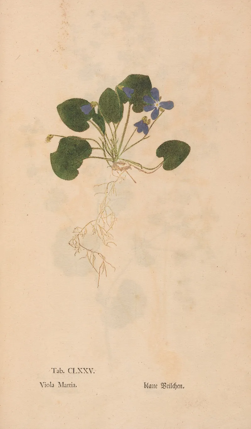 Ectypa Vegetabilium Pl 175 Wall Art by Christian Gottlieb Ludwig - High-Resolution Digital Print
