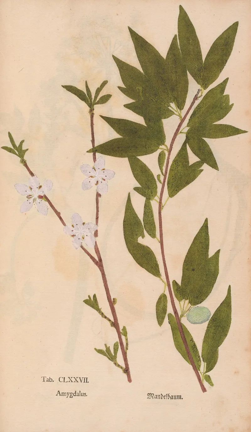 Ectypa Vegetabilium Pl 177 Wall Art by Christian Gottlieb Ludwig - High-Resolution Digital Print