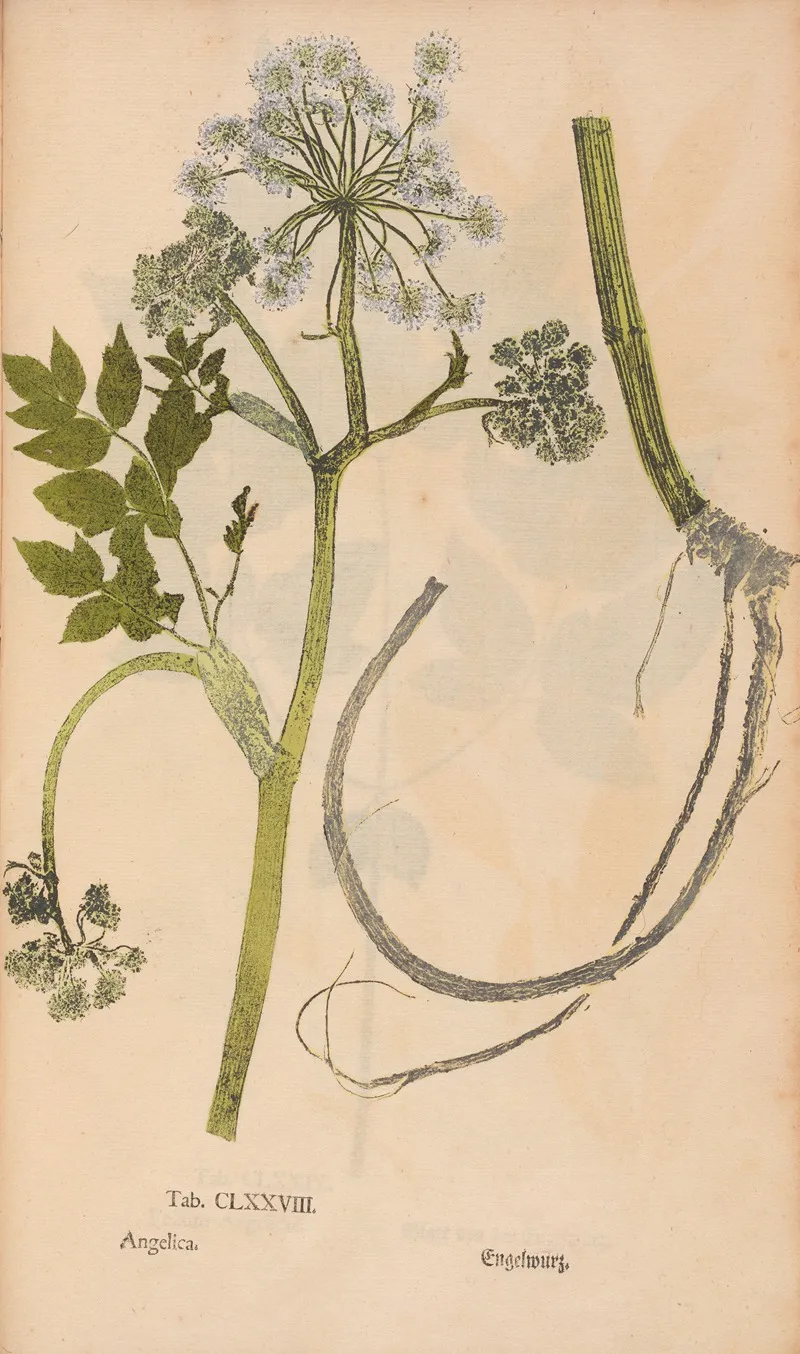 Ectypa Vegetabilium Pl 178 Wall Art by Christian Gottlieb Ludwig - High-Resolution Digital Print