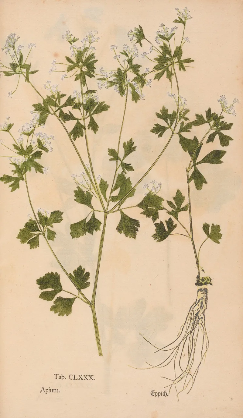 Ectypa Vegetabilium Pl 180 Wall Art by Christian Gottlieb Ludwig - High-Resolution Digital Print