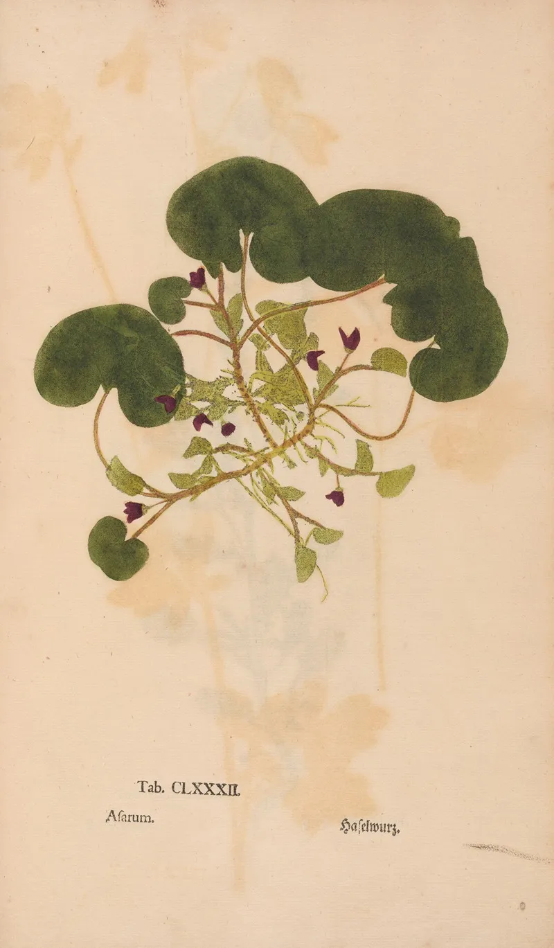 Ectypa Vegetabilium Pl 182 Wall Art by Christian Gottlieb Ludwig - High-Resolution Digital Print
