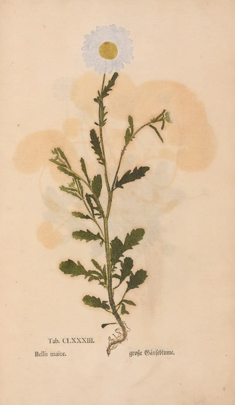 Ectypa Vegetabilium Pl 183 Wall Art by Christian Gottlieb Ludwig - High-Resolution Digital Print