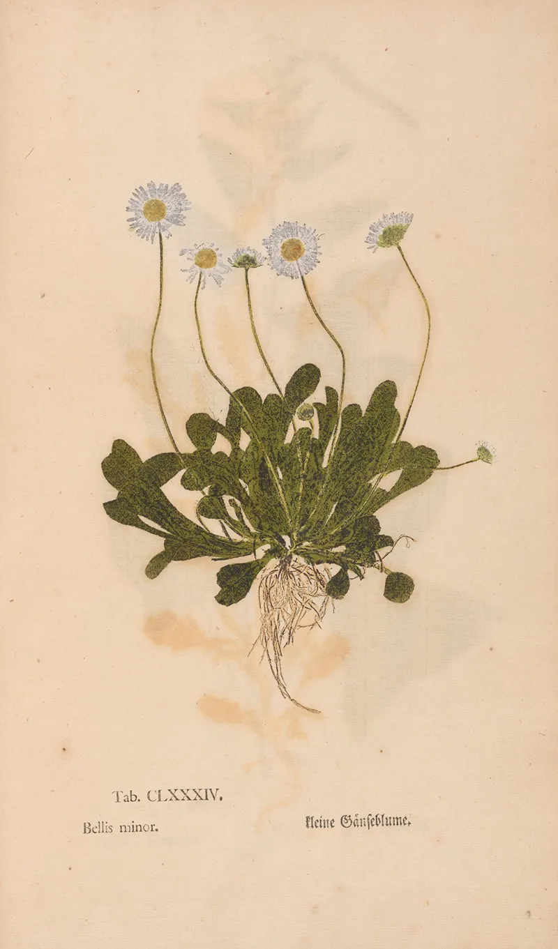 Ectypa Vegetabilium Pl 184 Wall Art by Christian Gottlieb Ludwig - High-Resolution Digital Print