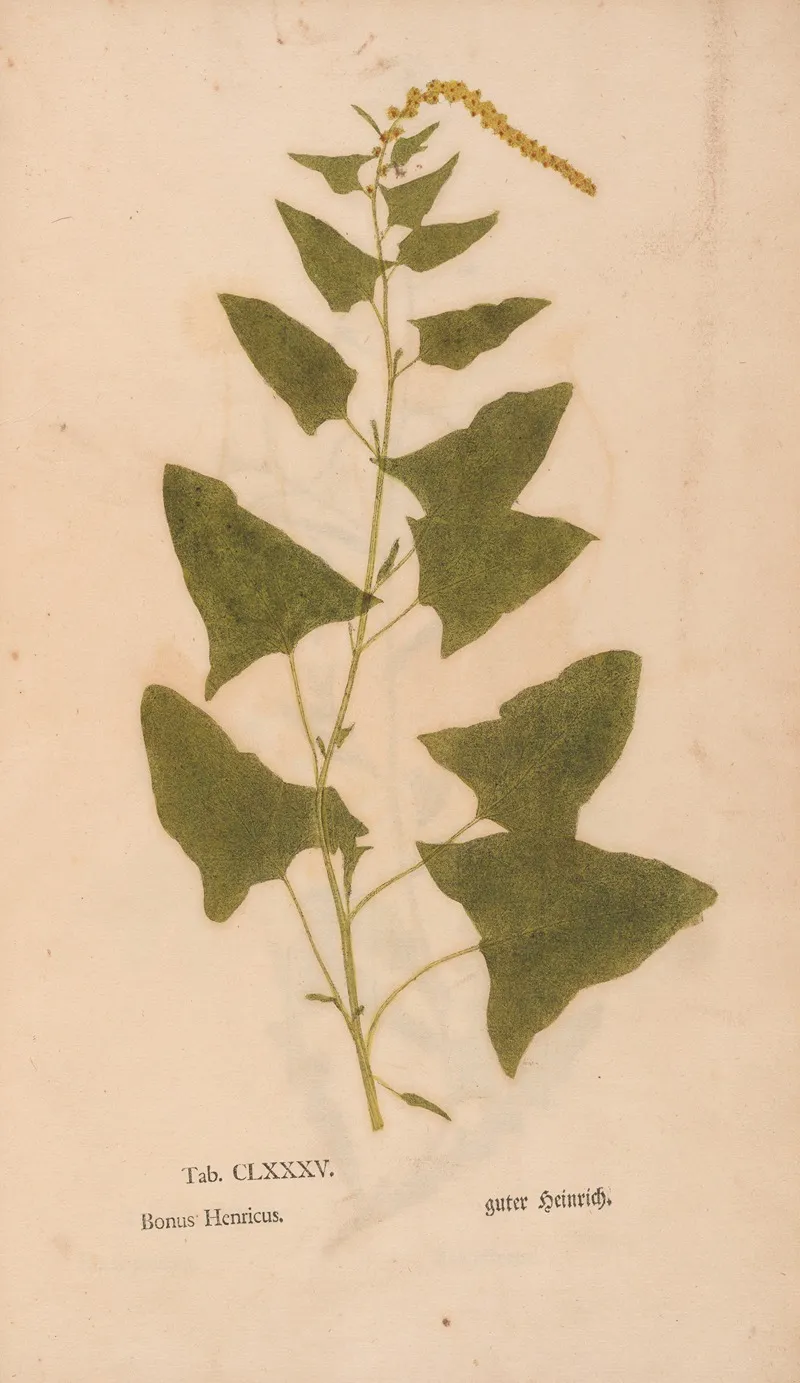 Ectypa Vegetabilium Pl 185 Wall Art by Christian Gottlieb Ludwig - High-Resolution Digital Print