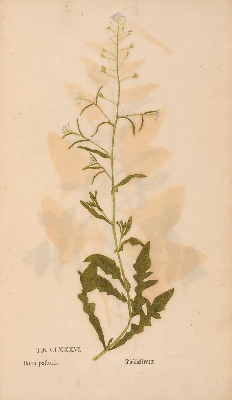 Ectypa Vegetabilium Pl 186 Wall Art by Christian Gottlieb Ludwig - High-Resolution Digital Print