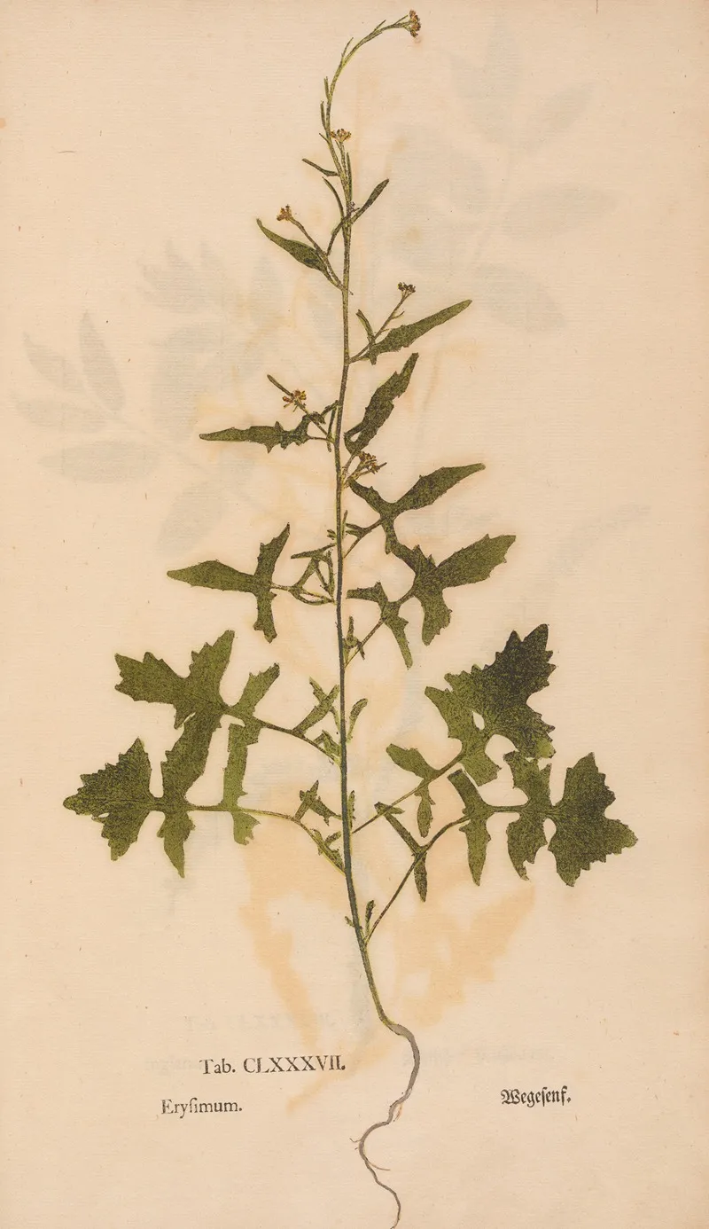 Ectypa Vegetabilium Pl 187 Wall Art by Christian Gottlieb Ludwig - High-Resolution Digital Print