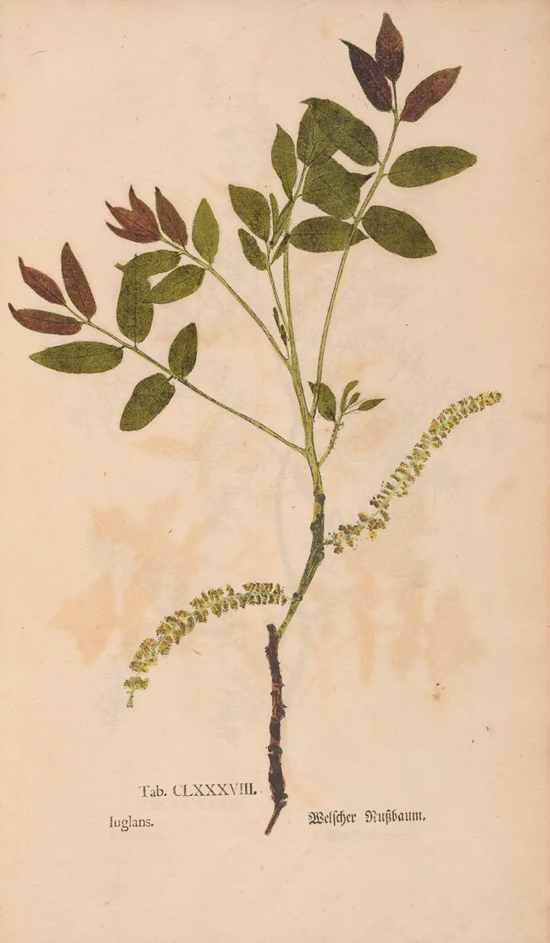 Ectypa Vegetabilium Pl 188 Wall Art by Christian Gottlieb Ludwig - High-Resolution Digital Print