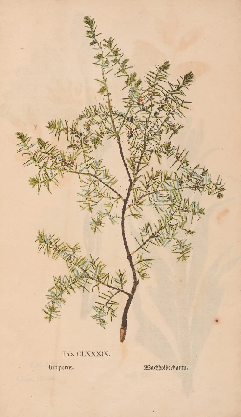 Ectypa Vegetabilium Pl 189 Wall Art by Christian Gottlieb Ludwig - High-Resolution Digital Print