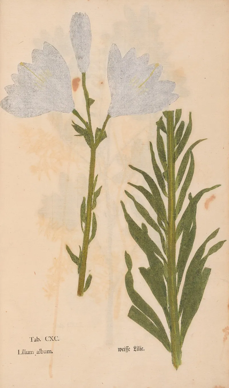 Ectypa Vegetabilium Pl 190 Wall Art by Christian Gottlieb Ludwig - High-Resolution Digital Print